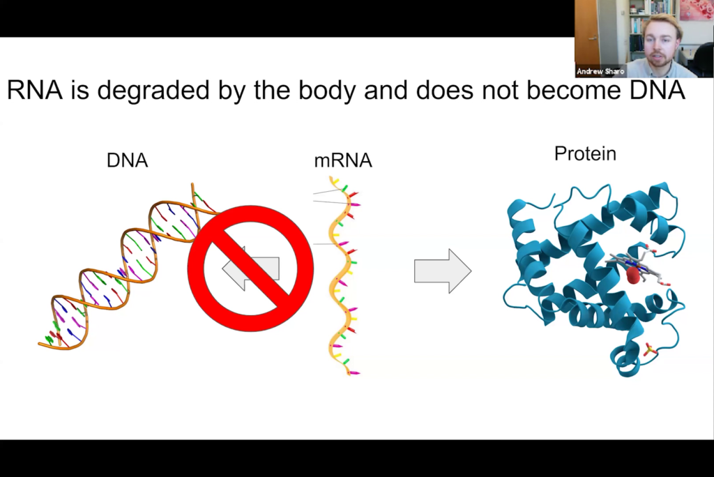 mRNA from Covid vaccines does not become DNA